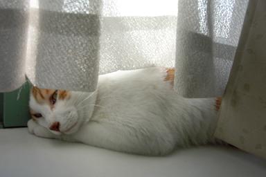 うつぶせ気味
