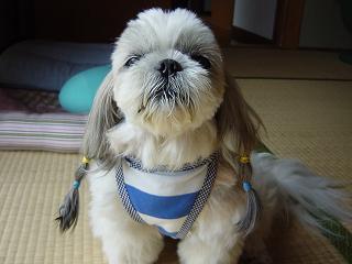 お散歩？