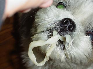 みみたん、うどん試食