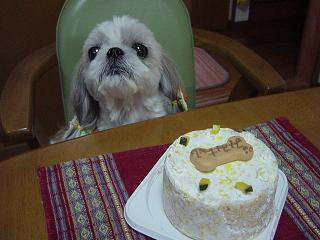 わんケーキ