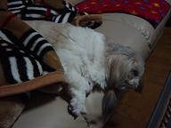 ＺＺｚｚｚ。