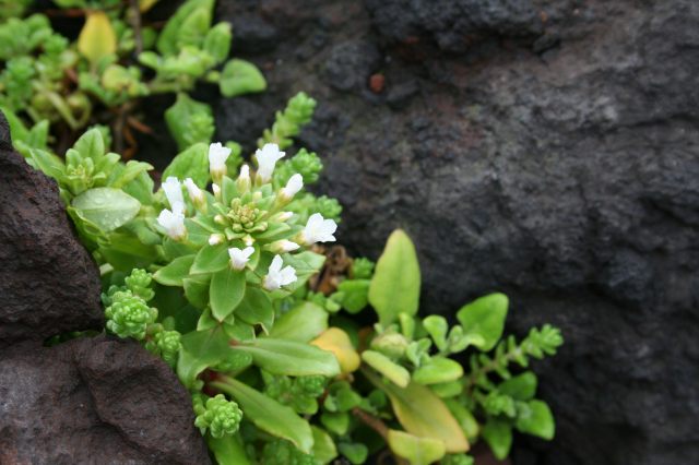 岩場に花が