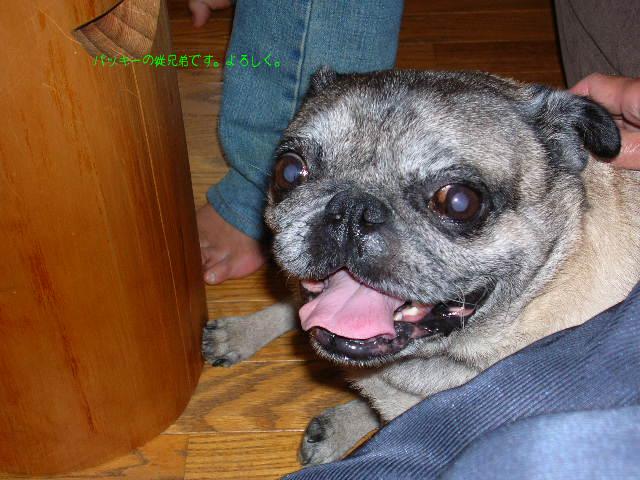 パッキーの従兄弟ブッチャーです。