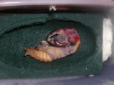 元木AKOもうすぐ羽化