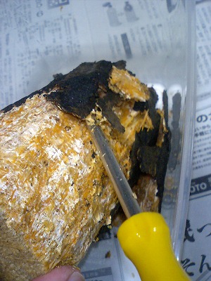 産卵木準備