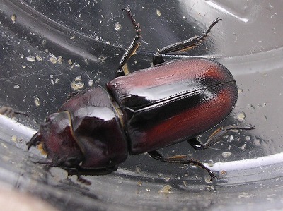 アキソプシスコクワ