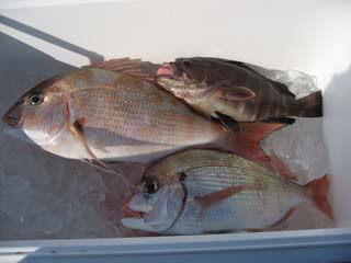 100110マダイ釣り