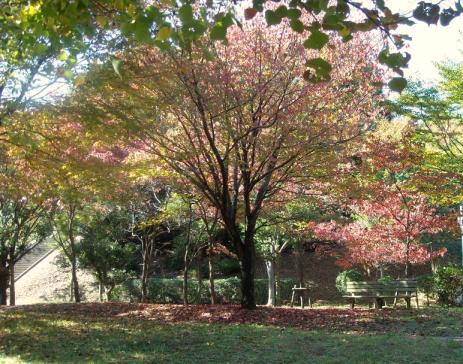 「ヨーロッパ」の桜の紅葉