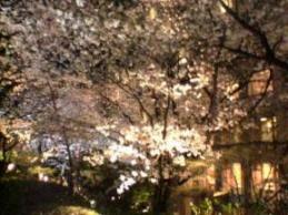 夜桜2008-1