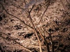 夜桜2008M