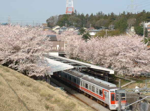 駅の桜