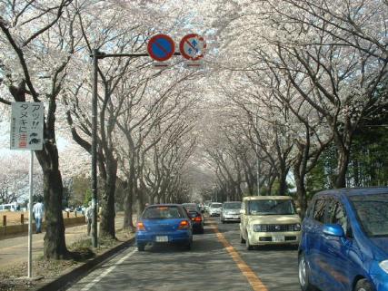 海軍道路の桜のトンネル　１