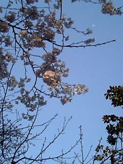 桜・上野公園2.jpg