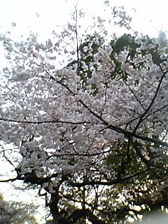 桜・上野公園3.jpg