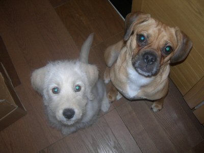 なんかちょうだい