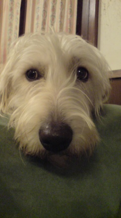 ゆばっちのデカ顔