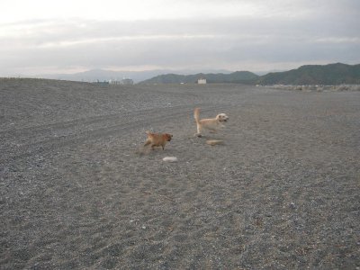 桂浜で遊ぶ