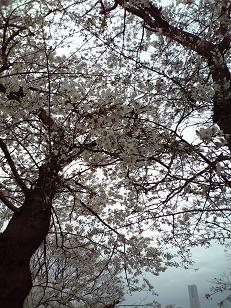 桜２
