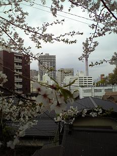 桜と横浜