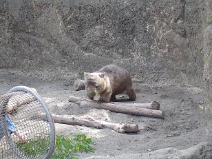 ウォンバット