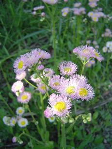 野の花