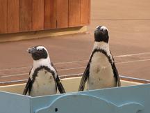 ペンギン