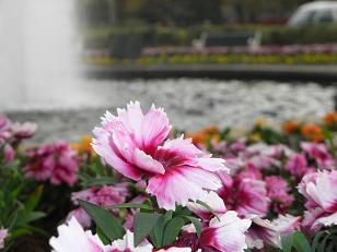 ピンクの花