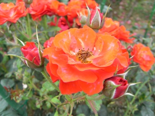 R0014970.JPG