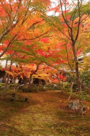 圓光寺紅葉