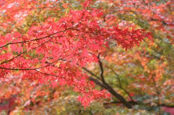 茶店の紅葉