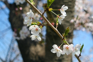 元気な桜