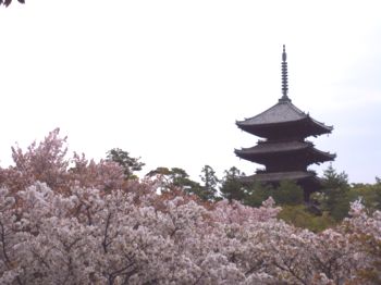 仁和寺の御室桜