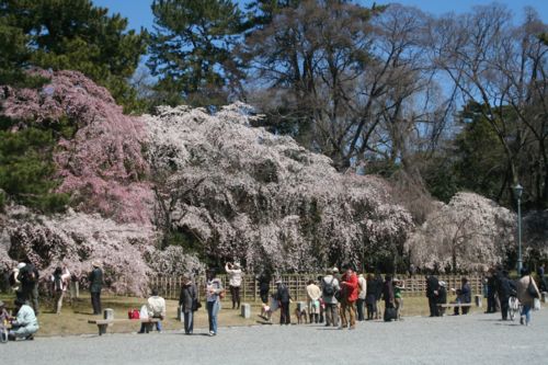 御所の花見