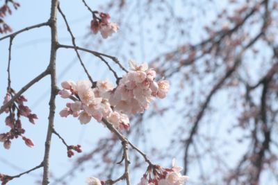 大山崎山荘の枝垂桜