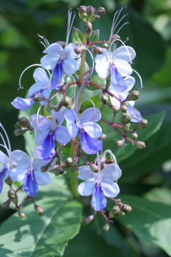 植物園の花