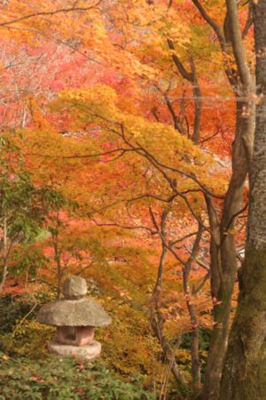 常寂光寺の紅葉