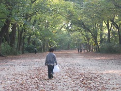 どんぐり探し