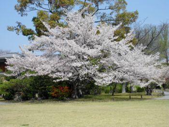 満開の桜