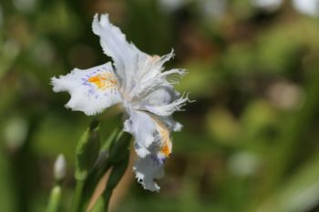 5月の花？