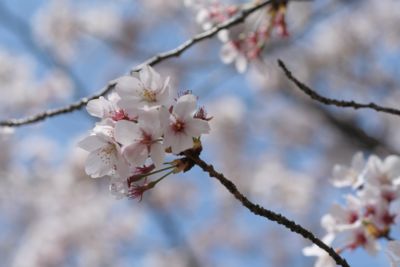 渉成園の桜2