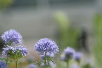 植物園5月