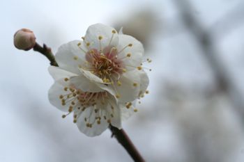 勧修寺の梅