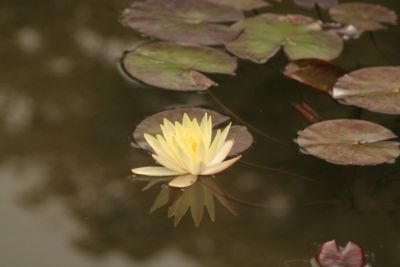 平安神宮の睡蓮