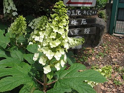 これも紫陽花？？