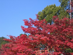 １１・２６　天龍寺参道