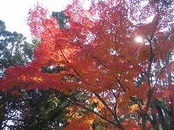 照る紅葉