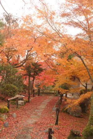 檀林寺の紅葉