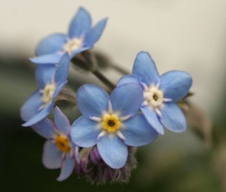 forgetmenot