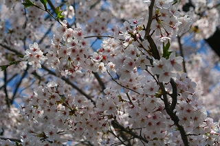 桜満開