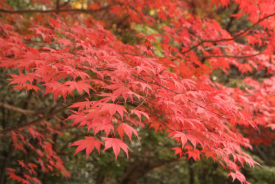 momiji